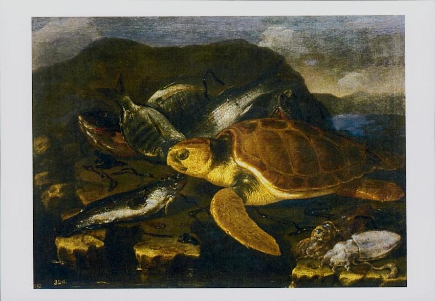 Tortues d'Espagne