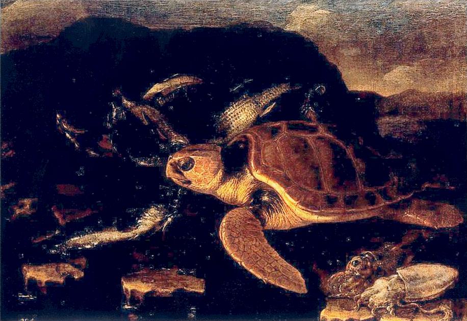 Tortues d'Espagne