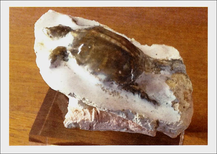 Sculptures avec tortues