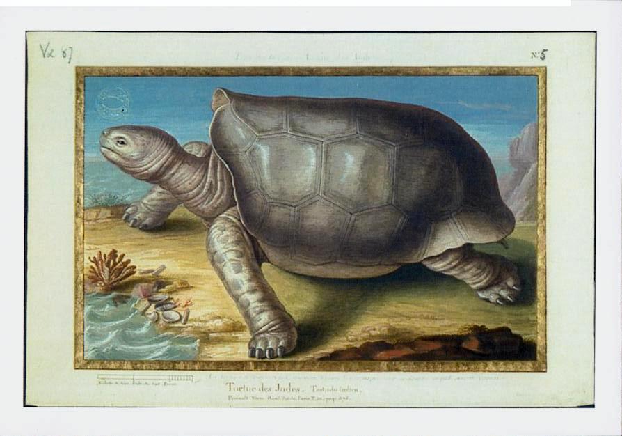 France - Les tortues de Paris.