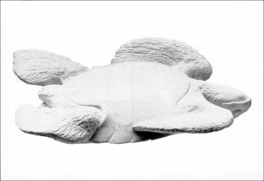 Sculptures avec tortues