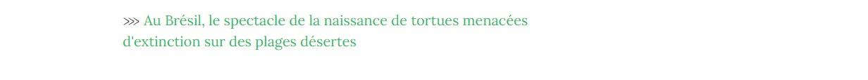 Lien vers article "Au Brésil, le spectacle de la naissance de tortues menacées d'extinction sur des plages désertes".
