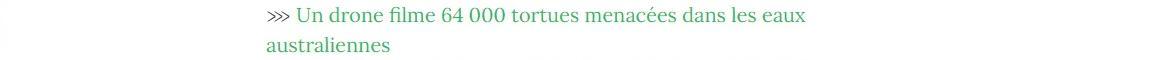 Lien vers article "Un drone filme 64 000 tortues menacées dans les eaux australiennes".