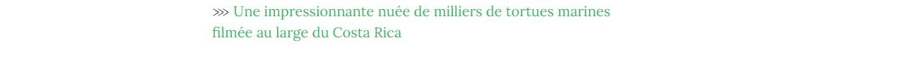 Lien vers article "Une impressionnante nuée de milliers de tortues marines filmée au large du Costa Rica".