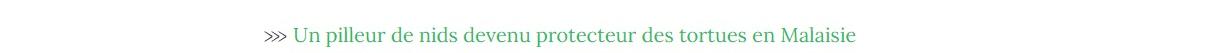 Lien vers article "Un pilleur de nids devenu protecteur des tortues en Malaisie".