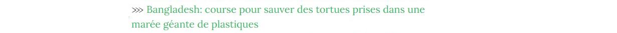 Lien vers article "Bangladesh : course pour sauver les tortues prises dans une marée géante de plastiques".