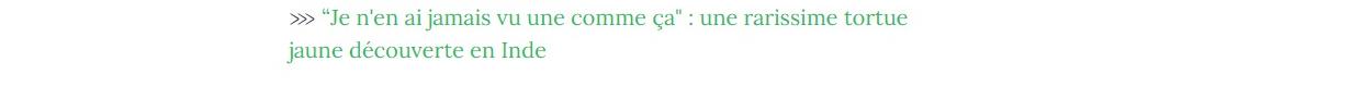 Lien vers article " '' Je n'en ai jamais vu une comme ça '' : une rarissime tortue jaune découverte en Inde".