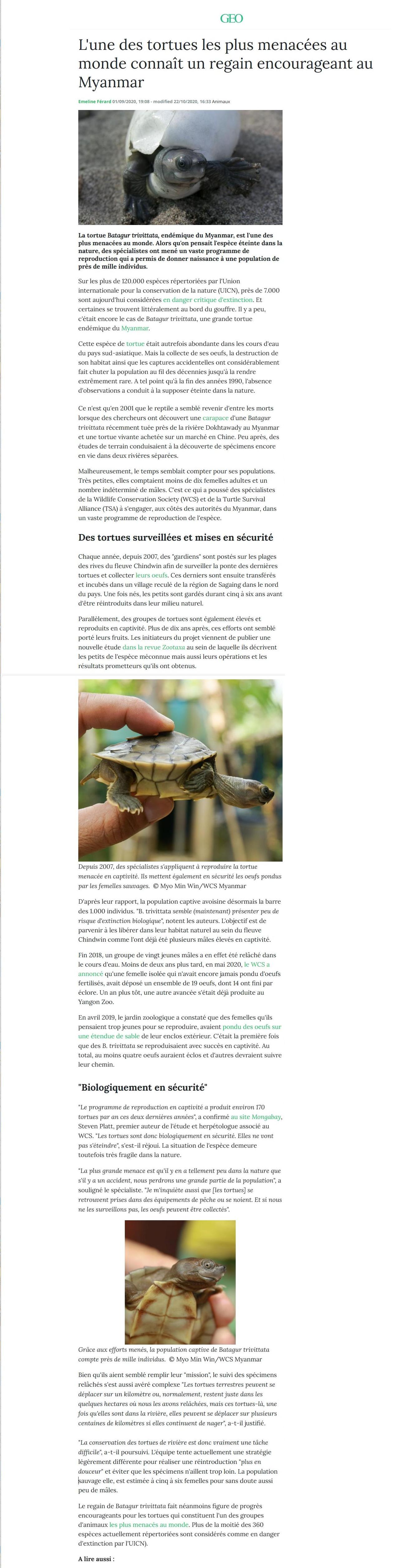 Article Geo : l'une des tortues les plus menacées au monde connaît un regain encourageant au Myanmar.