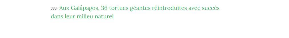 Lien vers article "Aux Galápagos, 36 tortues géantes réintroduites".