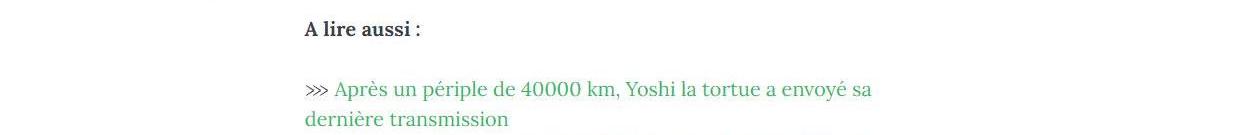 Lien vers article Yoshi la tortue.