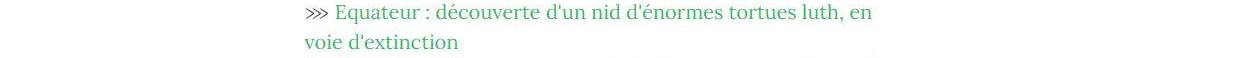 Lien vers article nid de tortues luth en Equateur.
