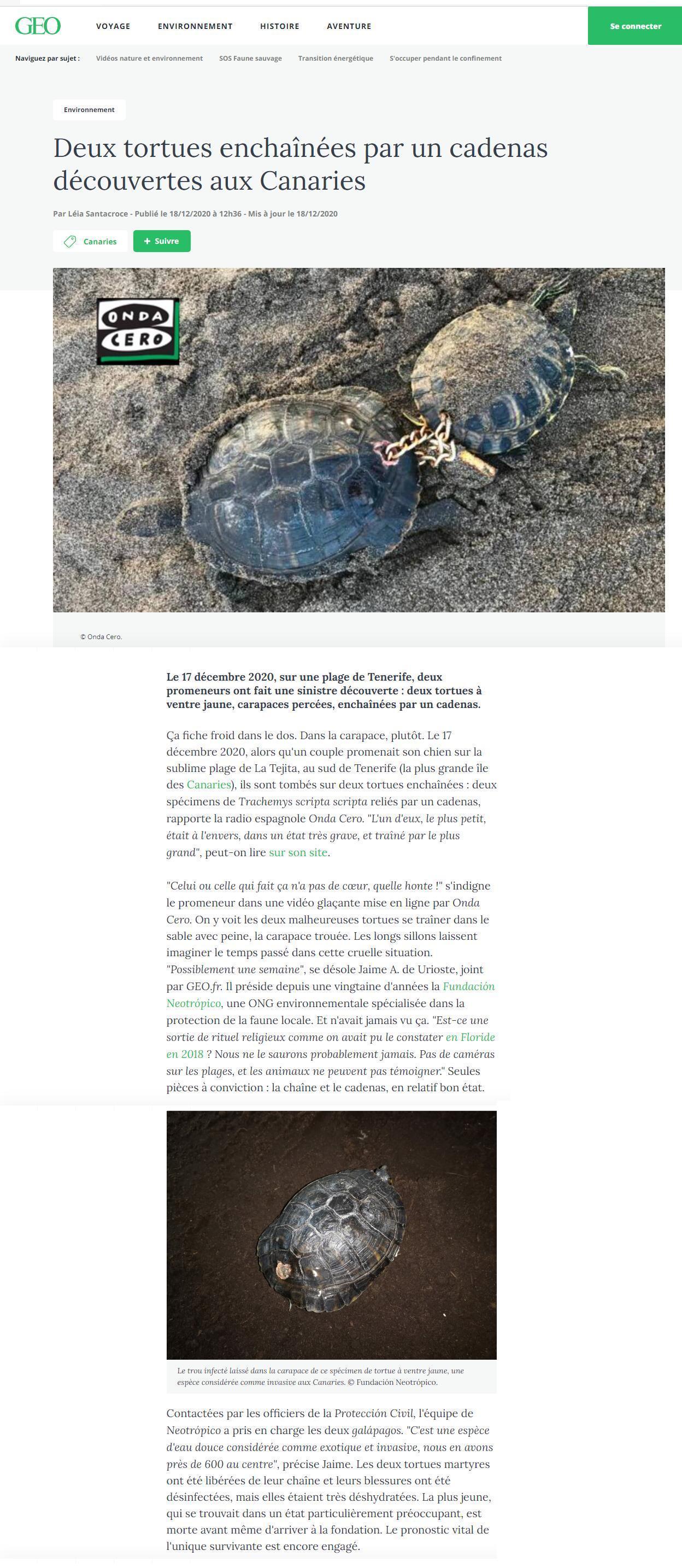Article tortues enchaînées avec un cadenas.