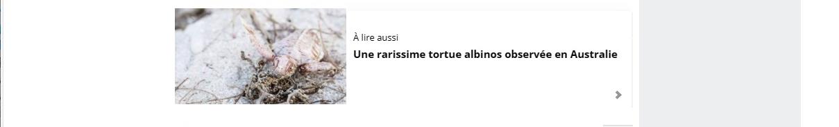 Lien vers article Geo : une rarissime tortue albinos observée en Australie.