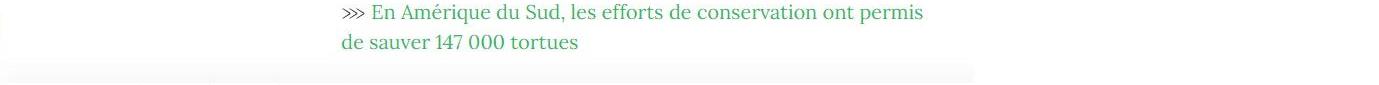 Lien vers article "En Amérique du Sud, les efforts de conservation ont permis de sauver 147 000 tortues".