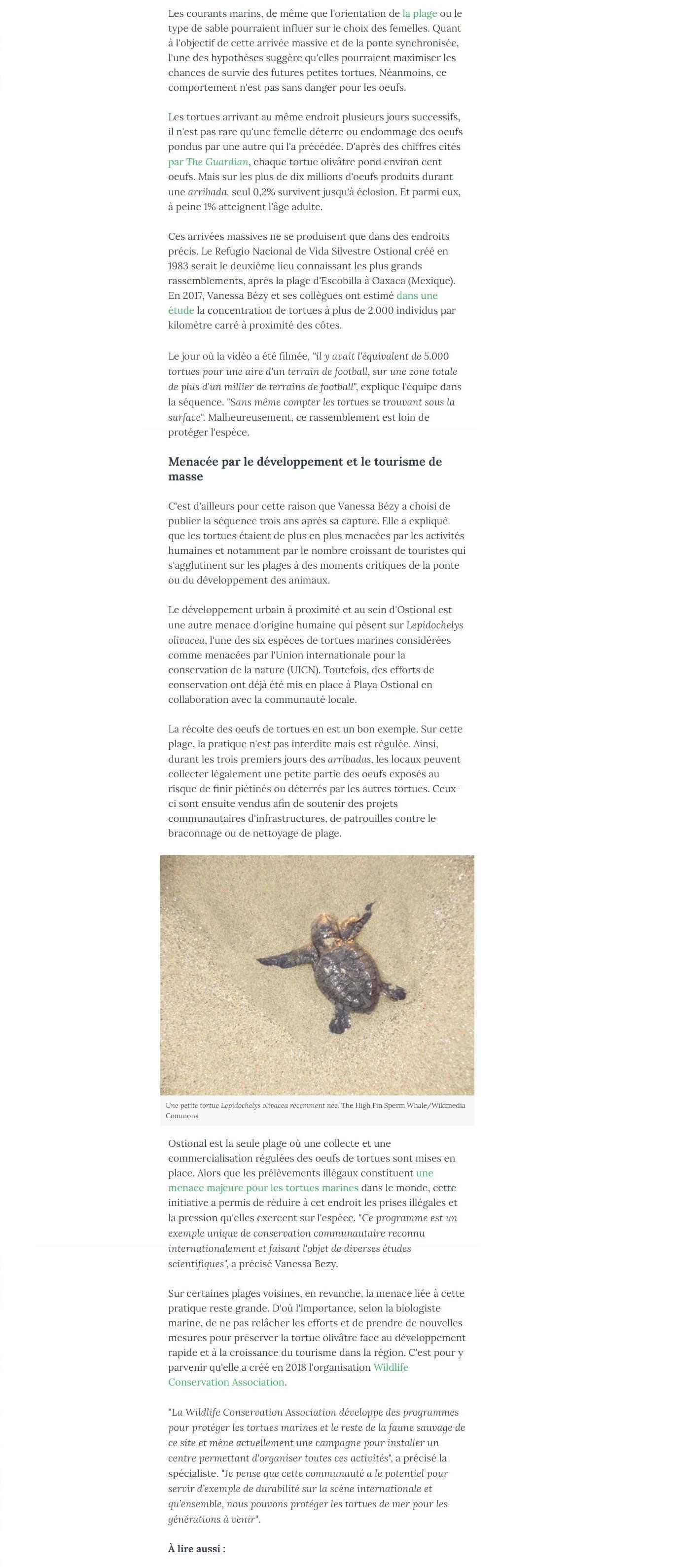 Article "Une impressionante nuée de milliers de tortues marines filmée au large du Costa Rica".