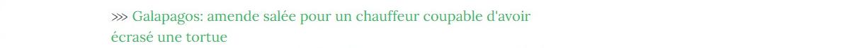 Lien vers article "Galápagos : amende salée pour un chauffeur coupable d'avoir écrasé une tortue".