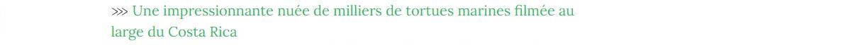 Lien vers article "Une impressionante nuée de milliers de tortues marines filmées au large du Costa Rica".