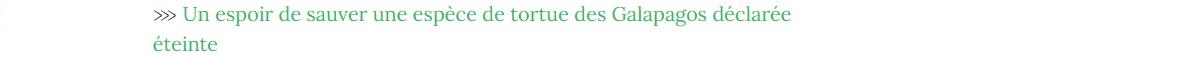 Lien vers article "Un espoir de sauver une espèce de tortue des Galápagos déclarée éteinte".