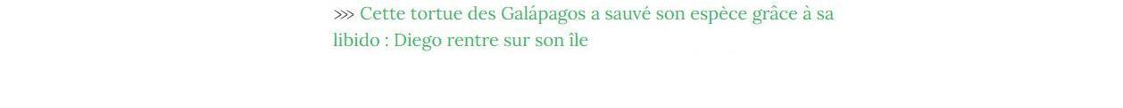 Lien vers article "Cette tortue des Galápagos a sauvé son espèce grâce à sa libido : Diego rentre sur son île".