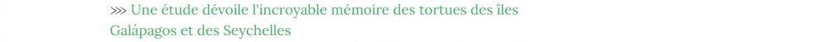 Lien vers article "Greenpeace : un film d'animation des créateurs de Wallace et Gromit pour alerter sur la situation des tortues marines".