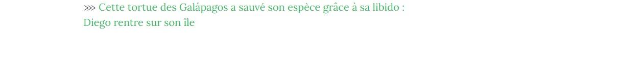 Lien vers article "Cette tortue des Galápagos a sauvé son espèce grâce à sa libido : Diego rentre sur son île".