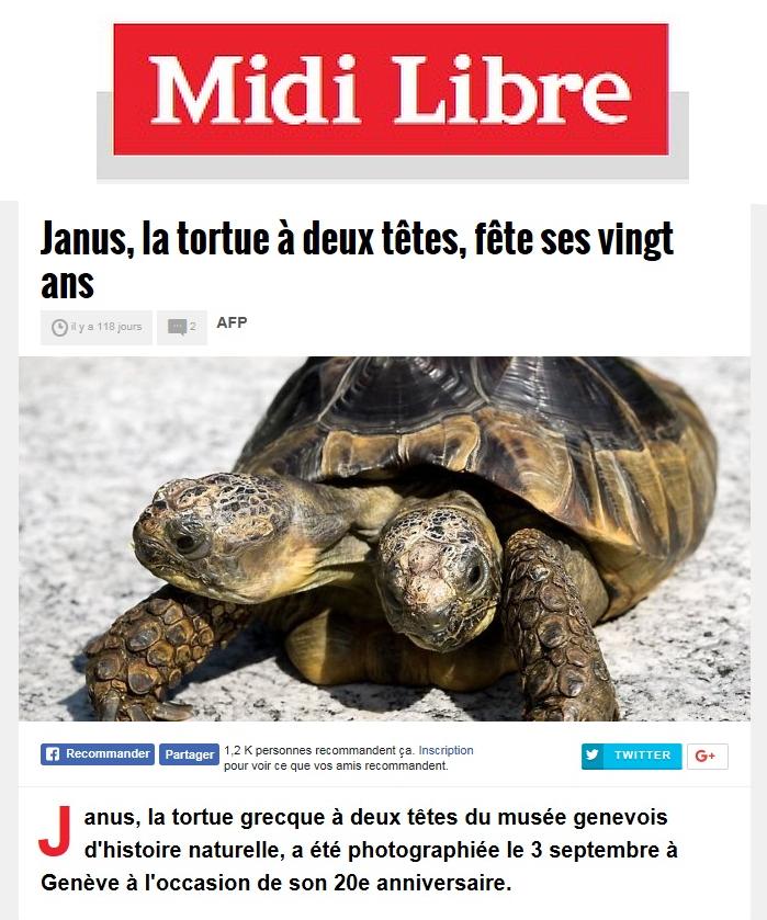 Tortue Janus à deux têtes.